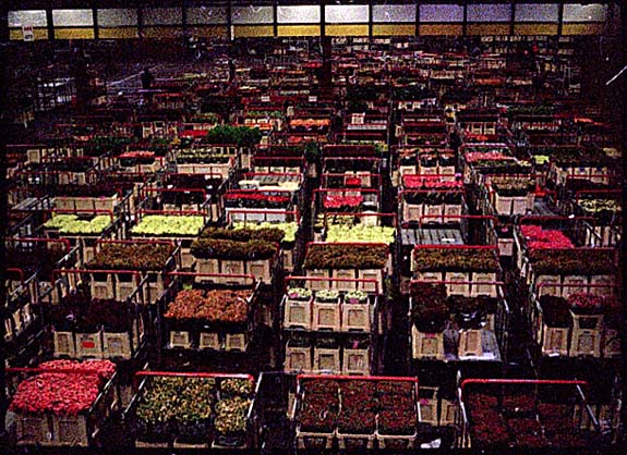 FLOWER AUCTIONS