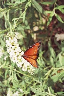 Butterfly (Shot 4)